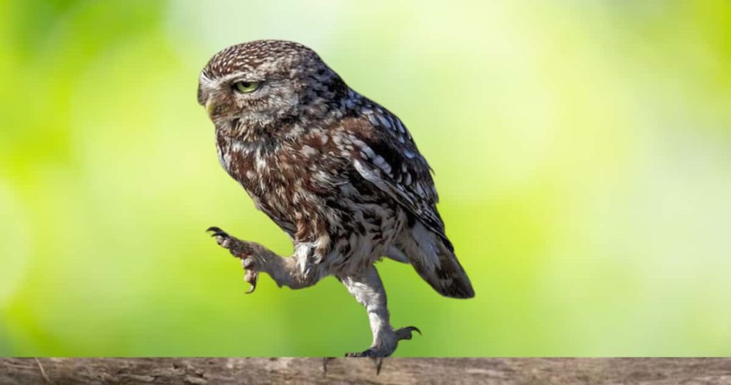 Burrowing owl raising its legs