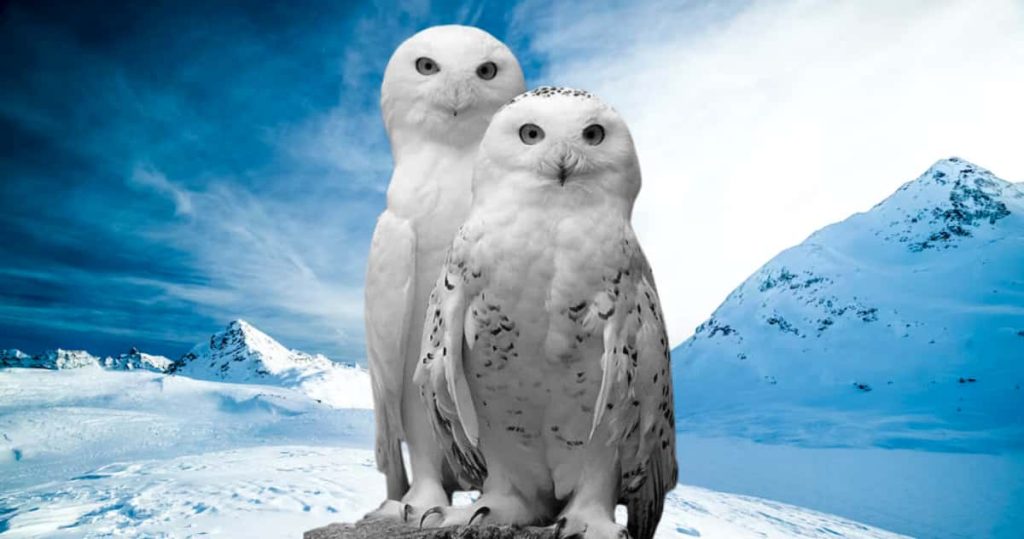 Do owls mate for life