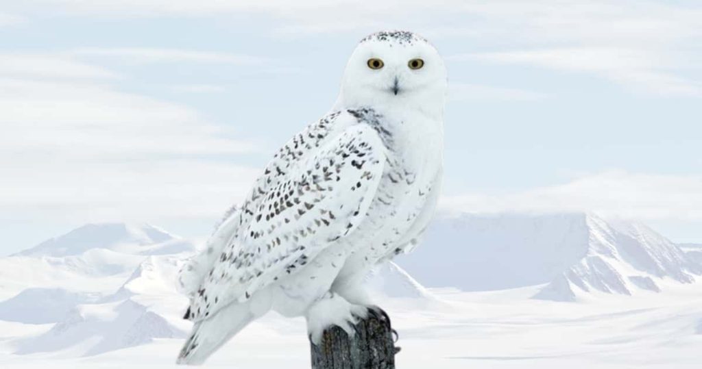 Snowy Owl is standing