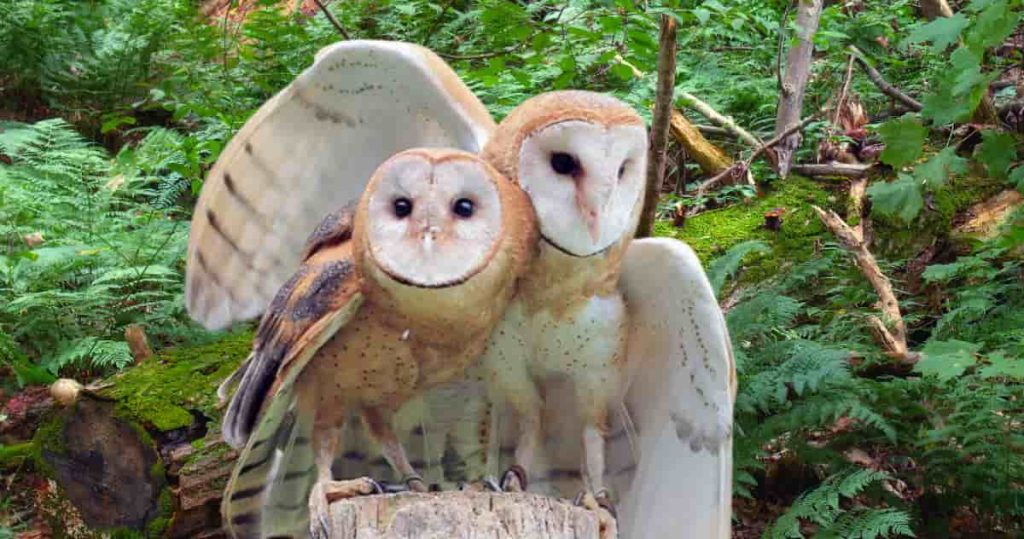 barn owl couple