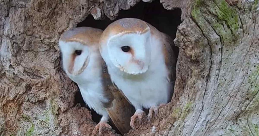 barn owl mate