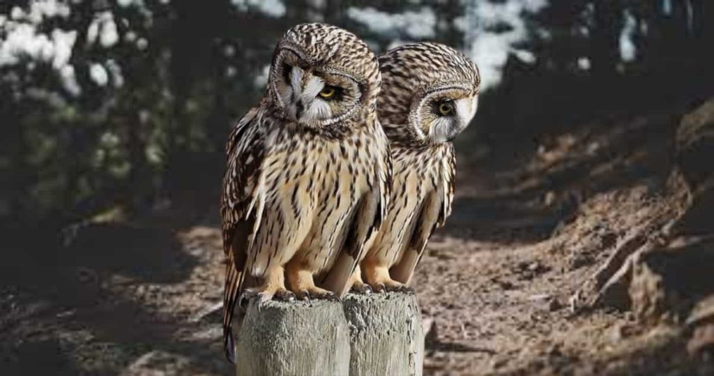 barred owl couple