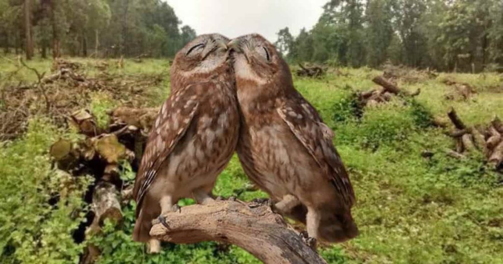 burrowing owl couple