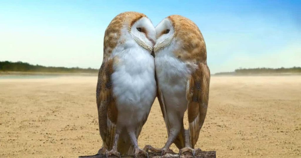 do barn owls mate for life