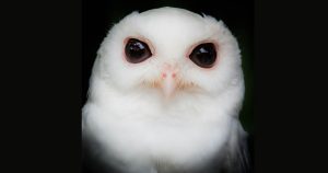 Albino Owl