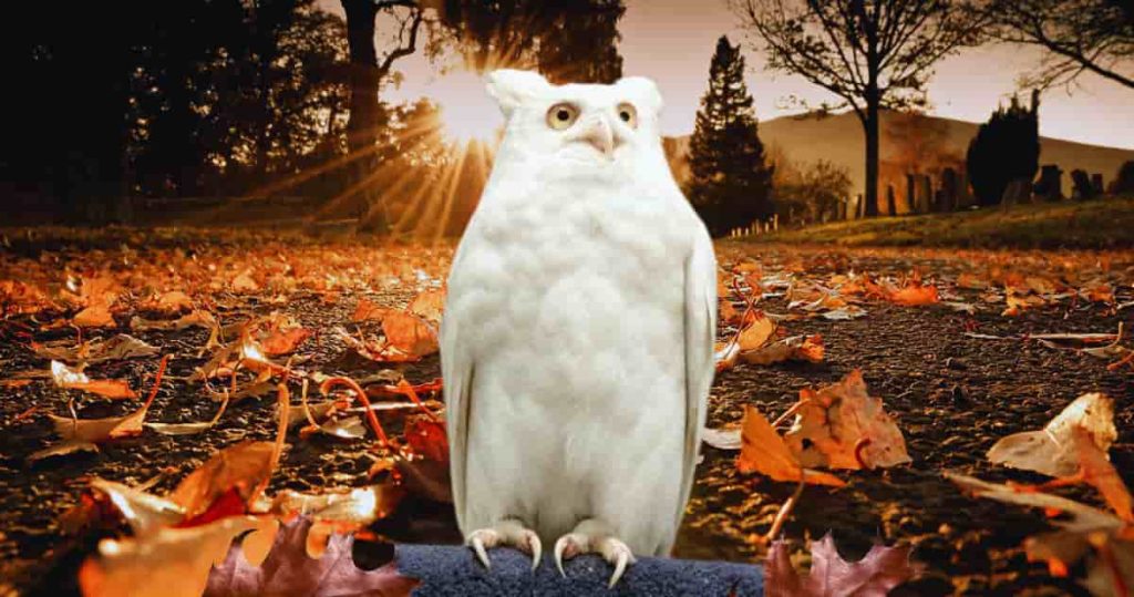 Albino eagle owl