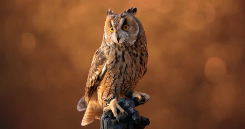 Are great horned owls endangered