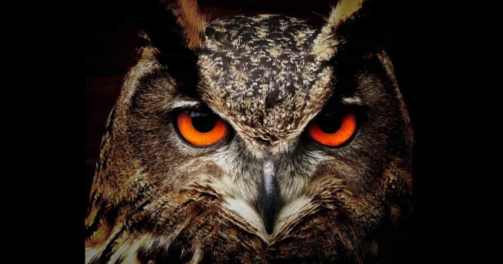 great horned owls eyes