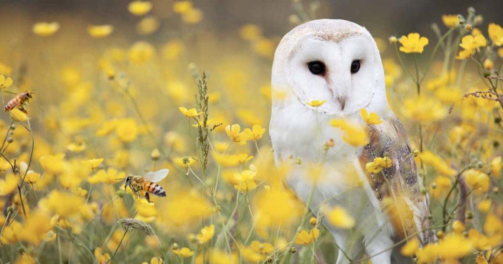 Barn owl standing