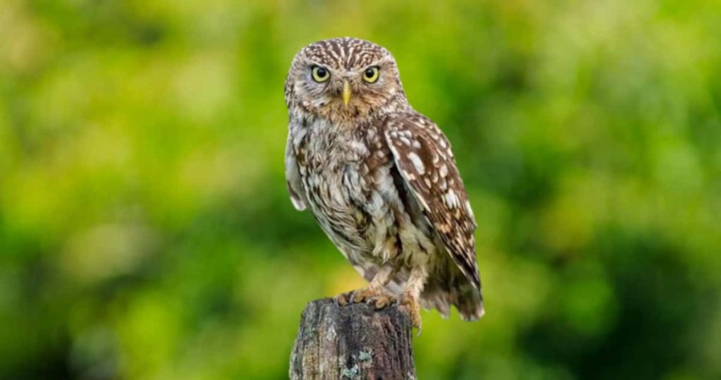 Little owl is standing