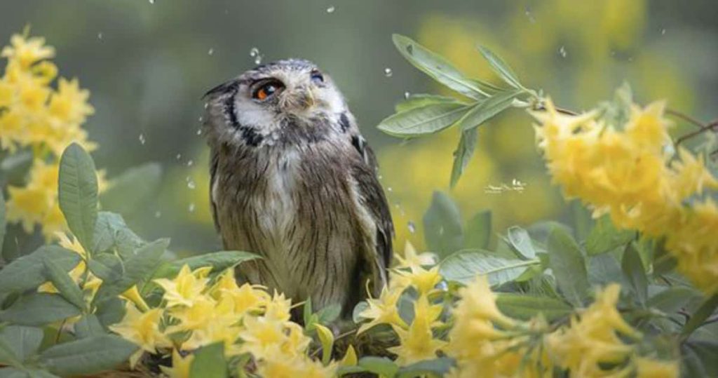 Owls in rain