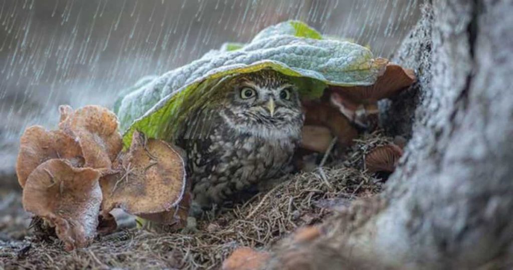 Owls in the rain