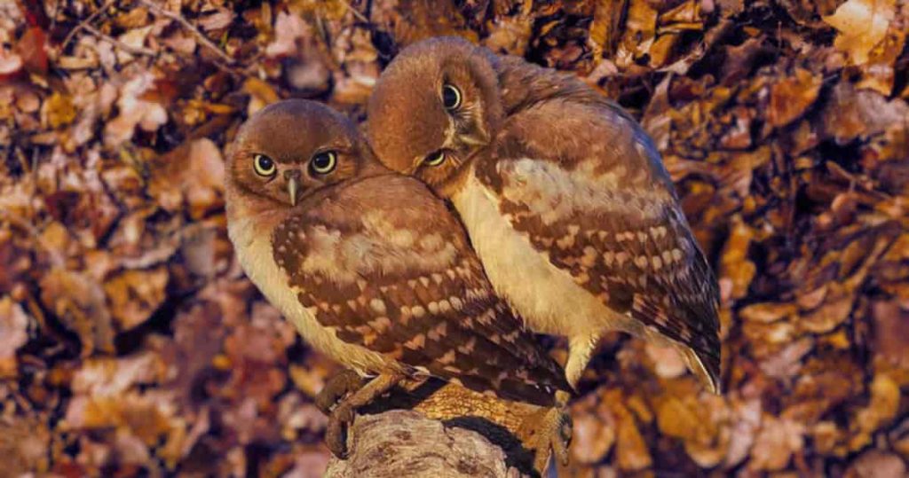 Spotted owl couple