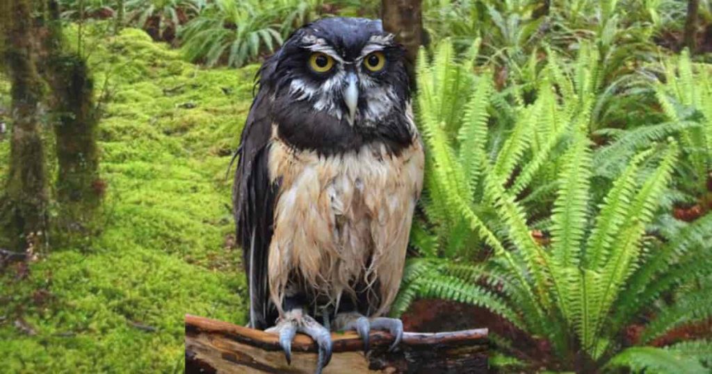 a wet owl