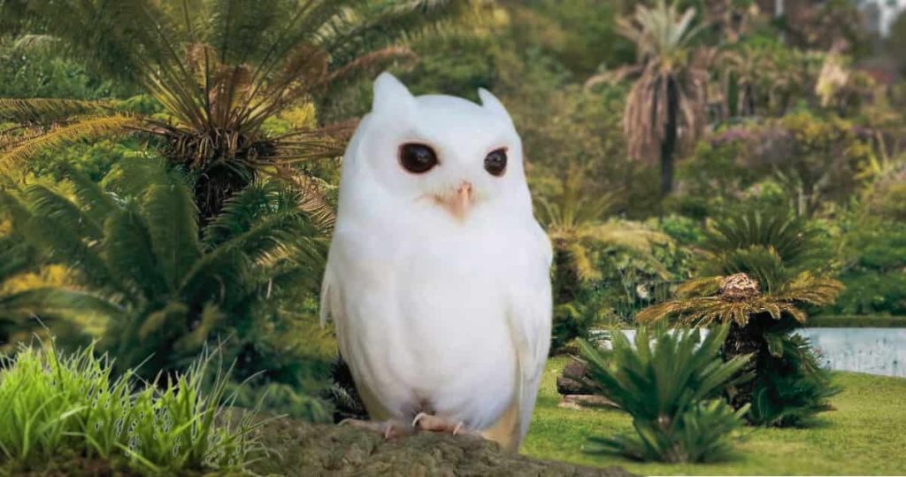 albino screech owl