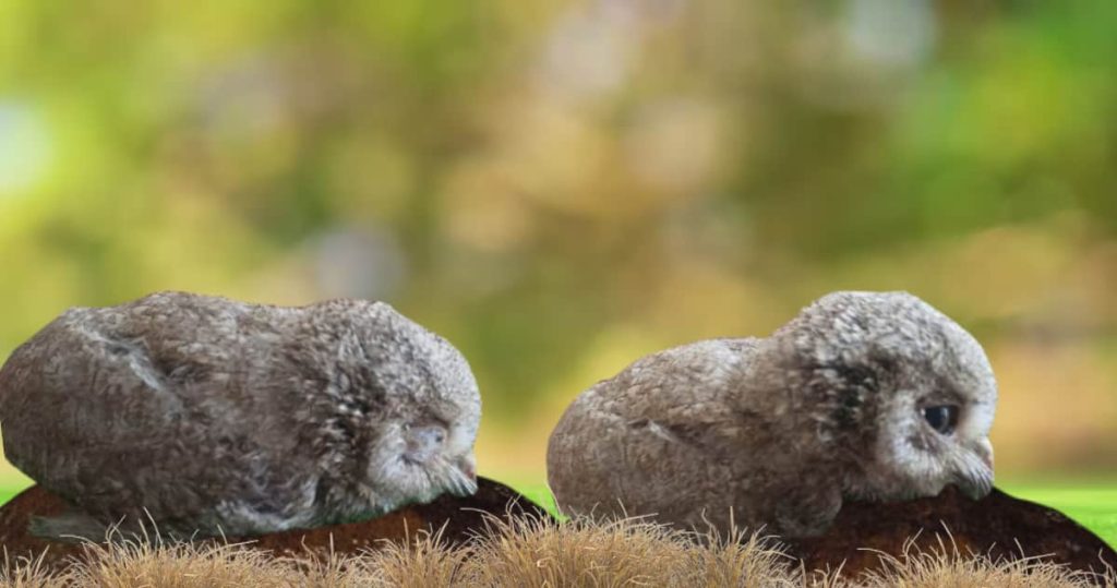 baby owl sleeping face down