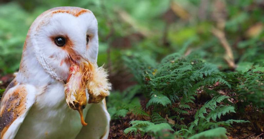 barn owl eat chicken