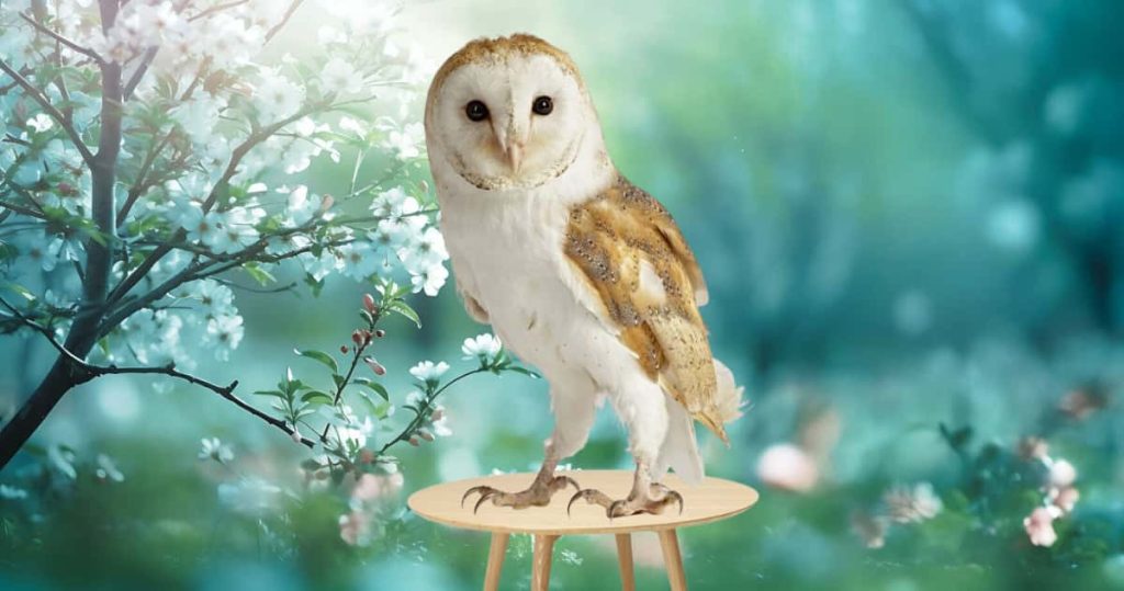 barn owl standing