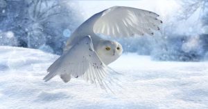 flying snowy owl