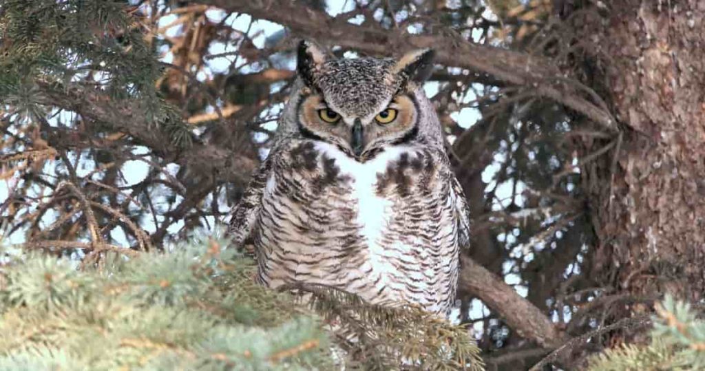 great horned owl sitting on a branch