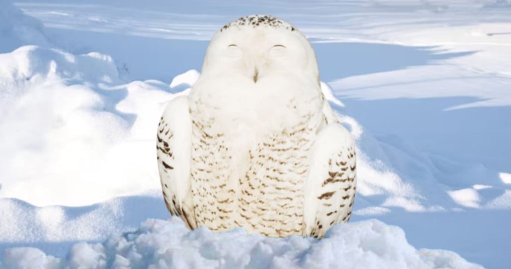 how do owls sleep