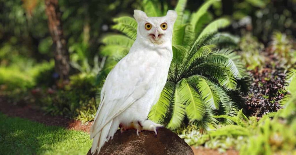 leucistic great horned owl