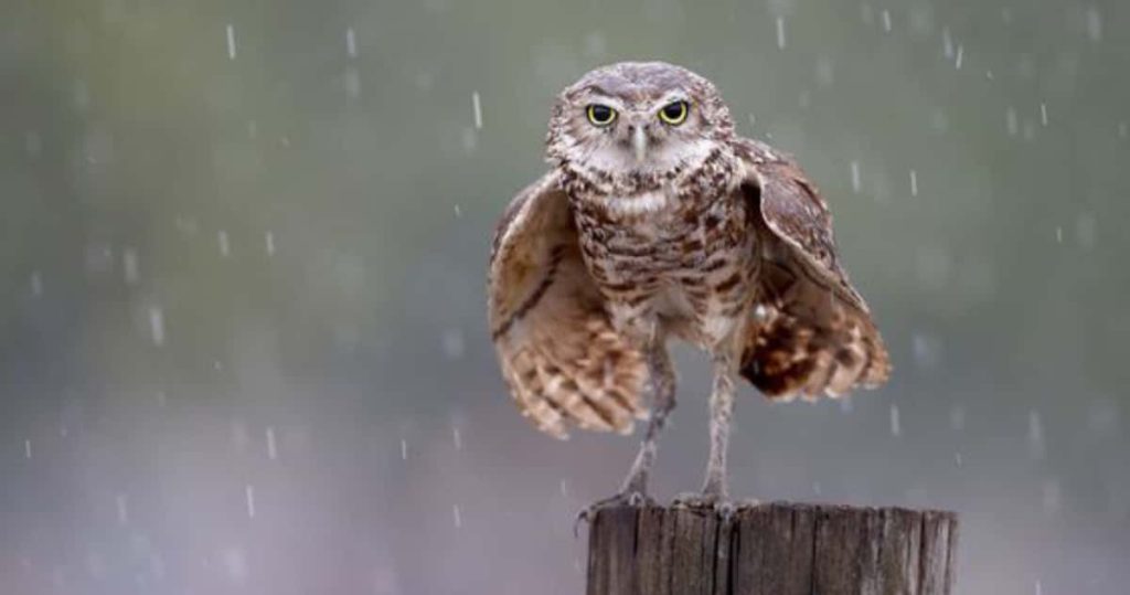 little owl in the rain