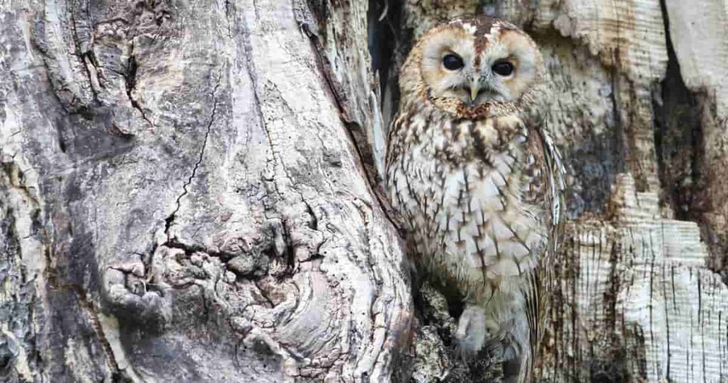 owl camouflage pictures