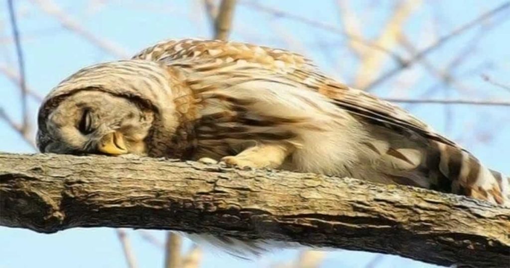 owl lying down