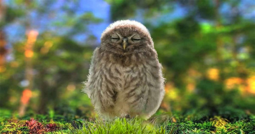 owlets sleeping