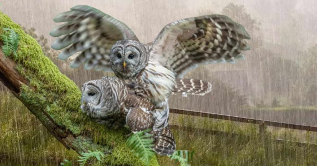 owls mate in the rain