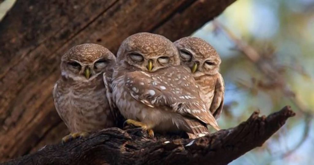 owls sleep in groups