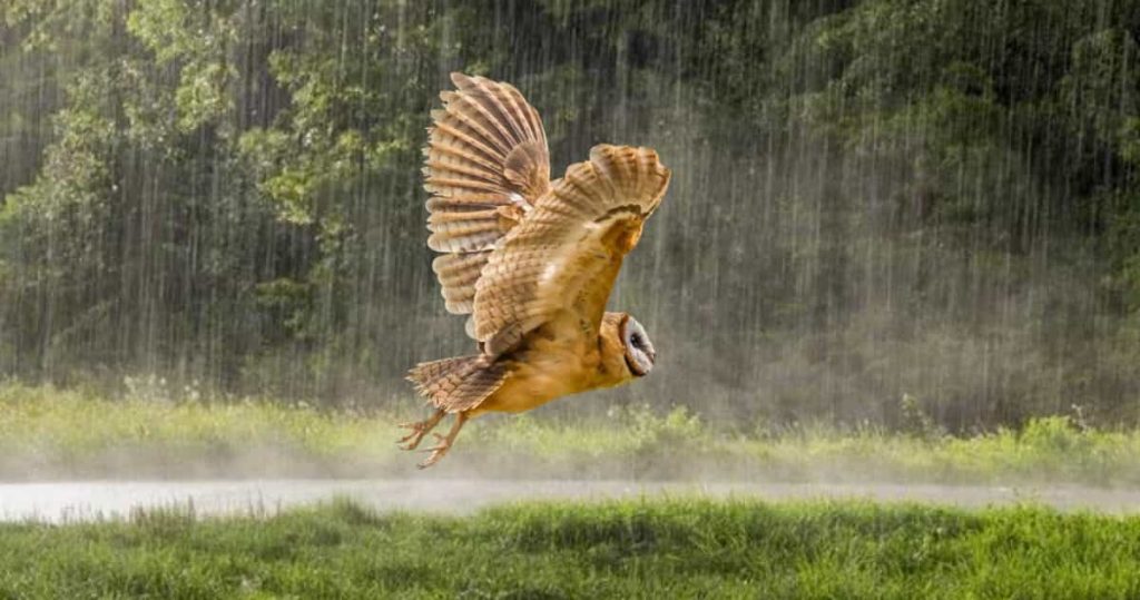 rained on owl