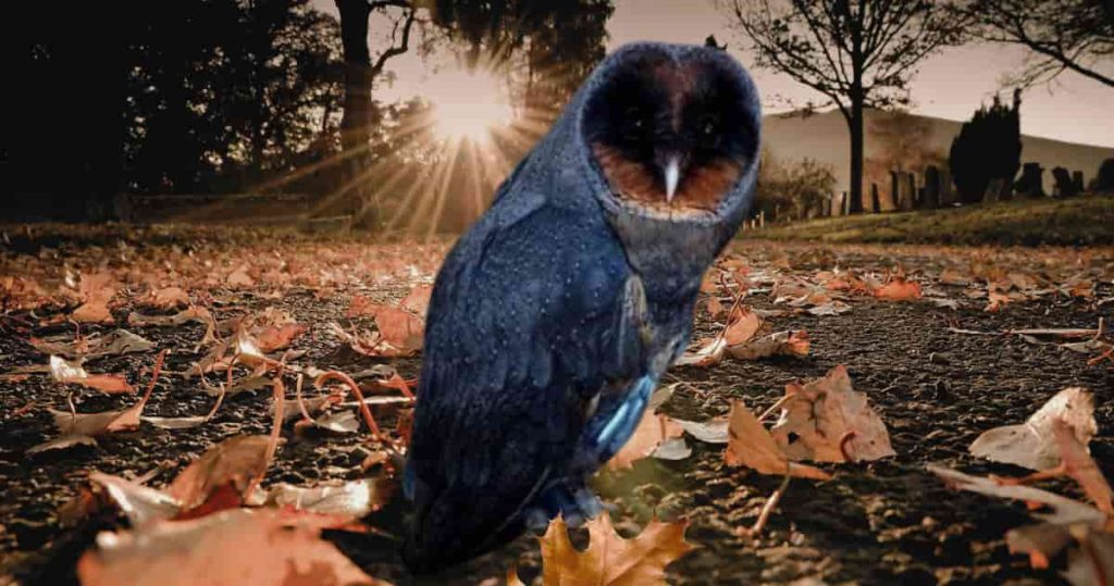 rare black barn owl