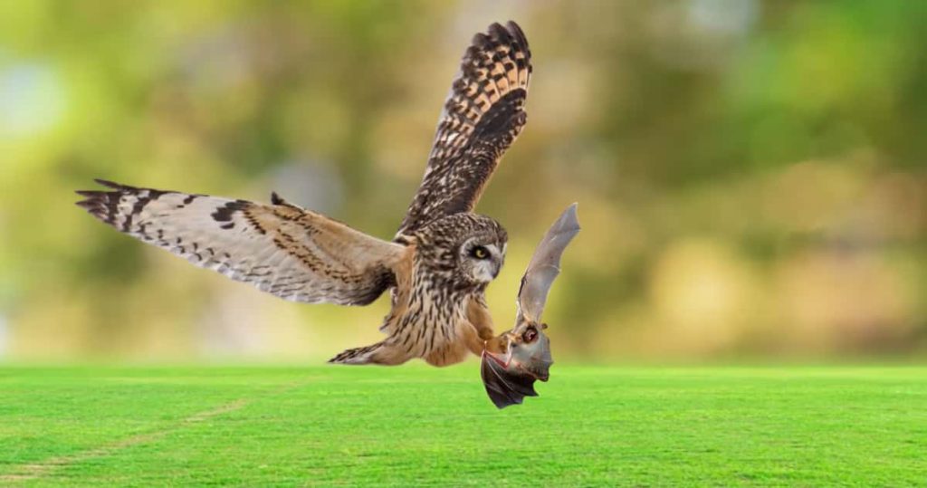 short eared owl hunting bats