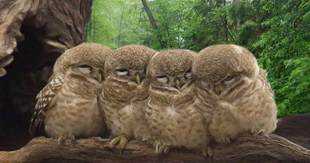 sleeping owlets