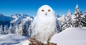 snowy owl sitting on branch