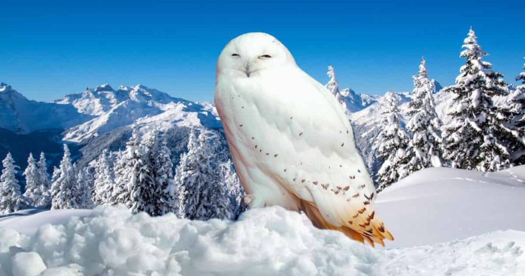 snowy owl sleeping