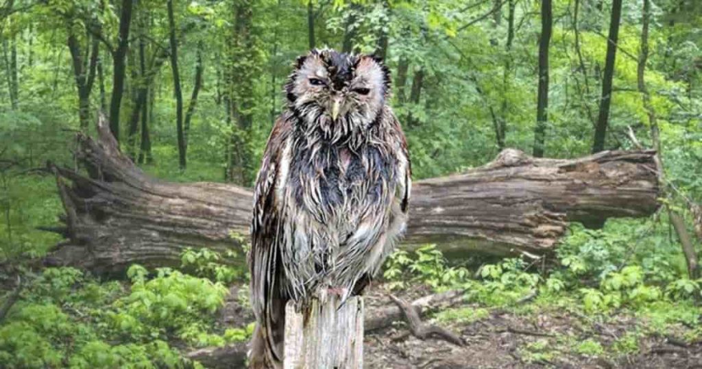 ugly wet owl