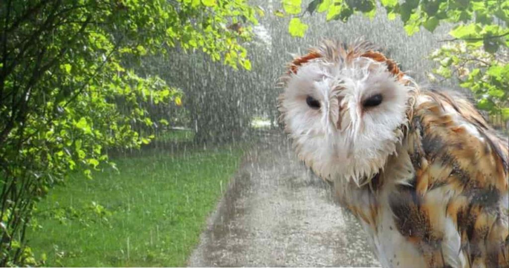 wet owl images