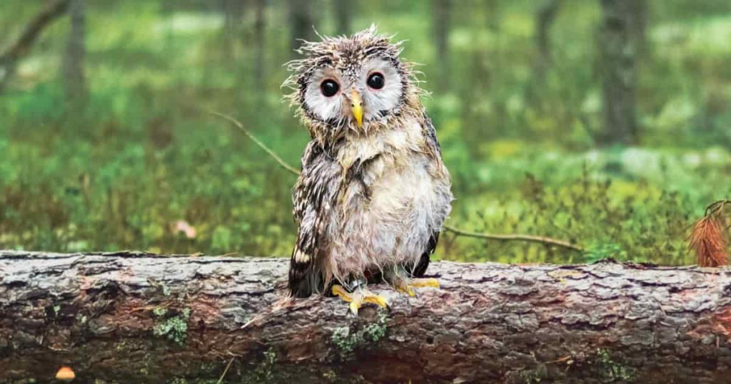 wet owl photo