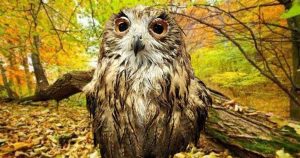 wet owl picture