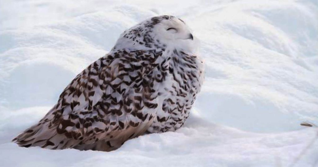 owls sleep during the day