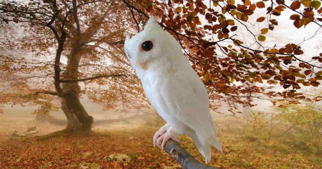 white screech owl