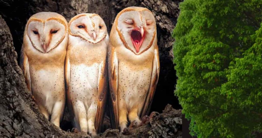 Barn owl tongue