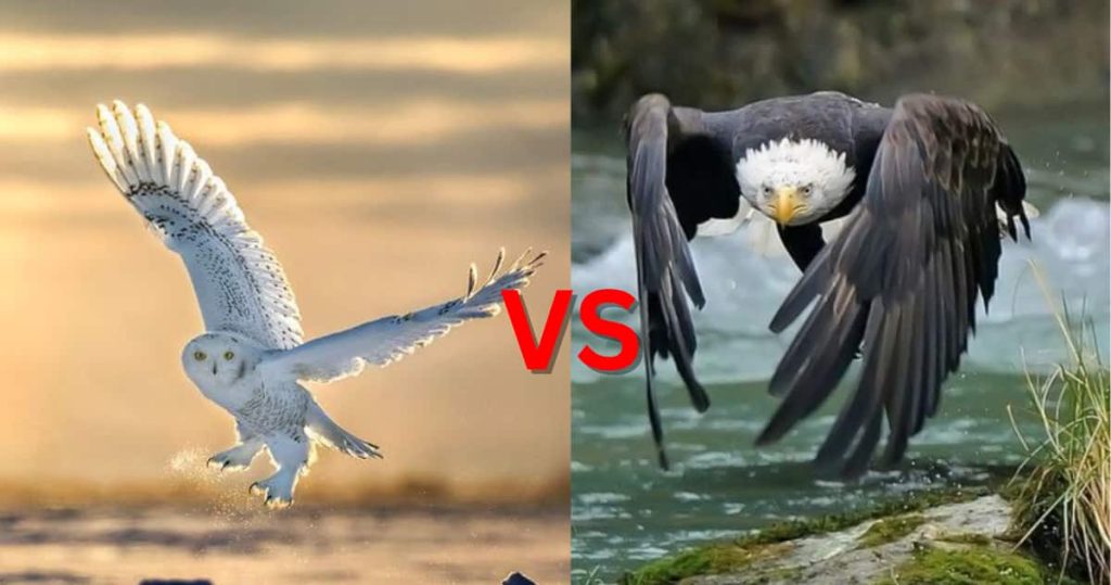 Do Eagles Eat Owls