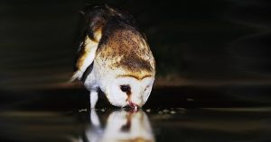 Do owls drink water