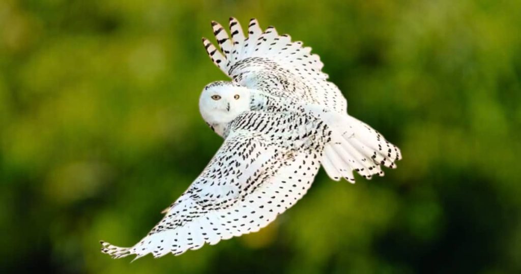 Do owls migrate