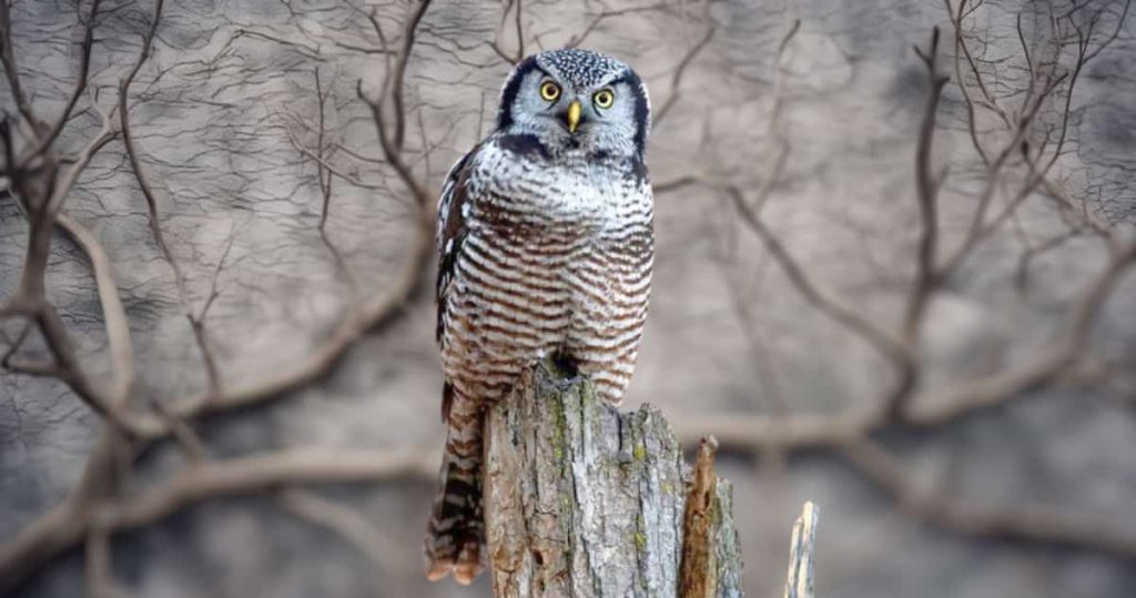 Hawk Owl is sitting