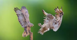 How can owls and hawks coexist